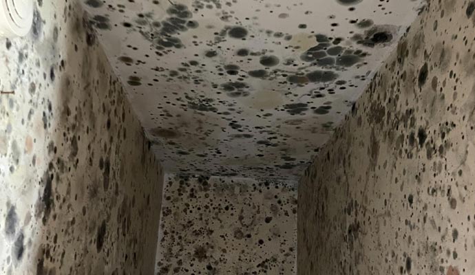 Black Mold Removal from Water Damage in Westchester & Fairfield Counties
